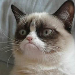 angry cat photo