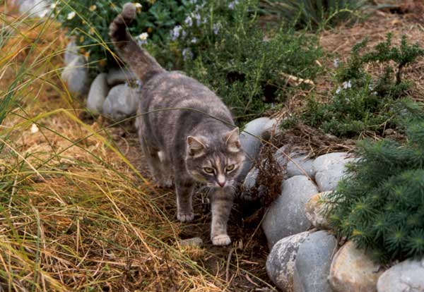 cat-garden-path-stones