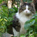 How to stop cats pooping in your garden
