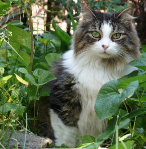 cat-pooping-in-garden
