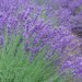 Do cat repellent plants actually work?