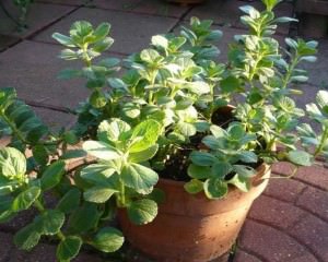 scaredy cat plant