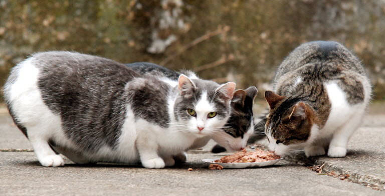 feedingferalcats
