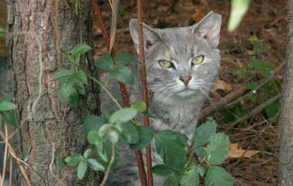 feral cat in woods 