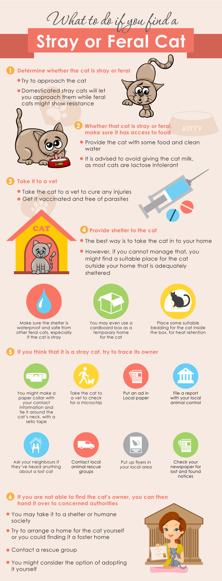 what to do if you find a stray or feral cat infographic