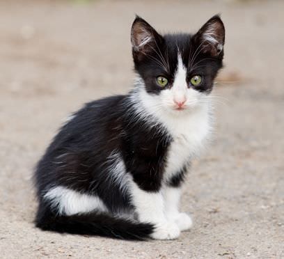 stray kitten sitting