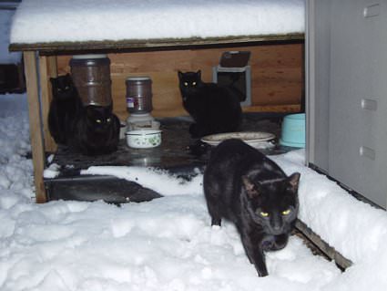 winter feral cats 